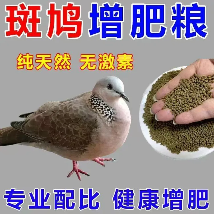 斑鸠增肥壮膘粮营养高放手上不飞见人不躲繁殖量翻倍斑鸠鸟饲料