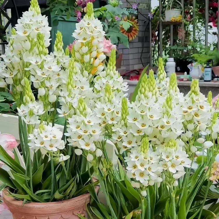 圣心百合种球虎眼万年青种子新手易养多年生耐寒阳台球根花卉