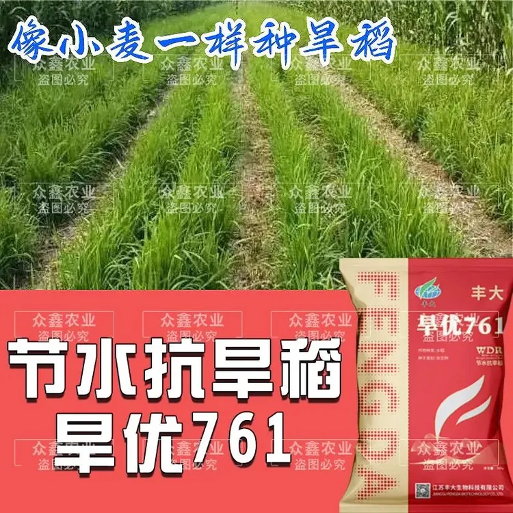 节水抗旱稻原装旱稻水稻种子旱优761水旱两用节水抗旱稻