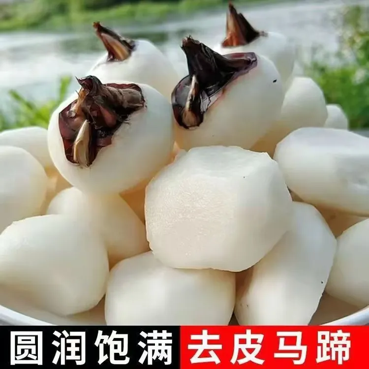 新鲜去皮马蹄真空原味马蹄