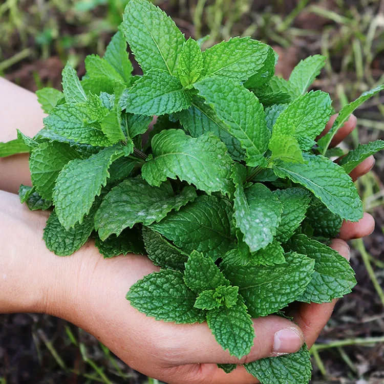 云南德宏新鲜薄荷叶250克当季云南薄荷炸排骨
