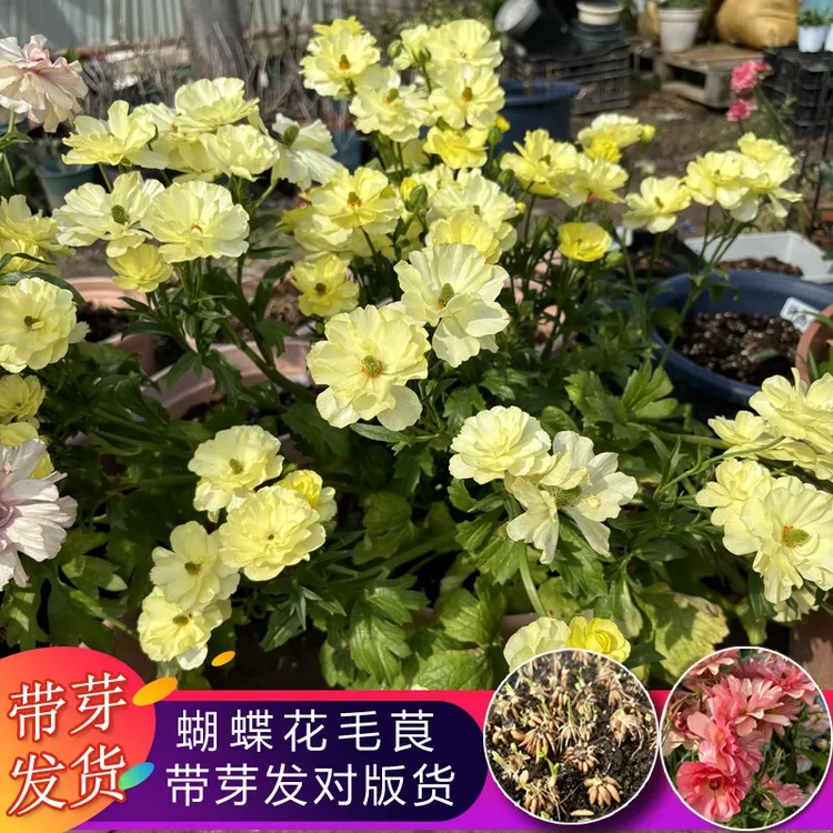 【带芽发货】蝴蝶花毛茛种球芹叶牡丹多年生种子盆栽庭院耐寒四季