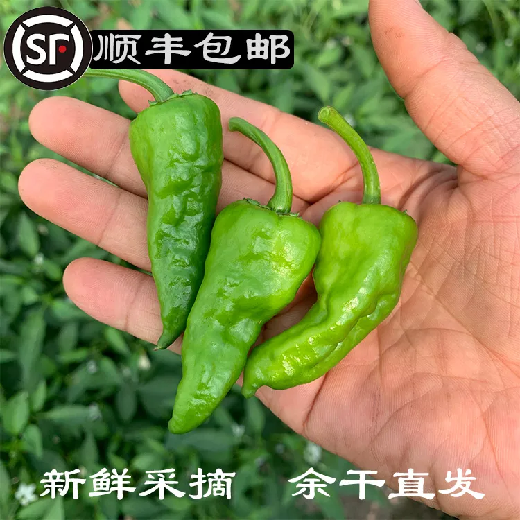 正宗余干枫树辣椒 国家地理标志农产品 农家自种皮薄肉脆鲜香