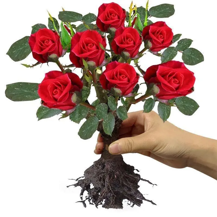 玫瑰老桩花苗月季花苗大花浓香花卉盆栽观花绿植室外阳台庭院四季
