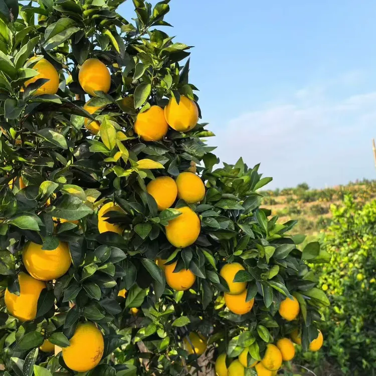 正宗江西赣南脐橙新鲜现摘皮薄香甜多汁带叶应季水果产地直发