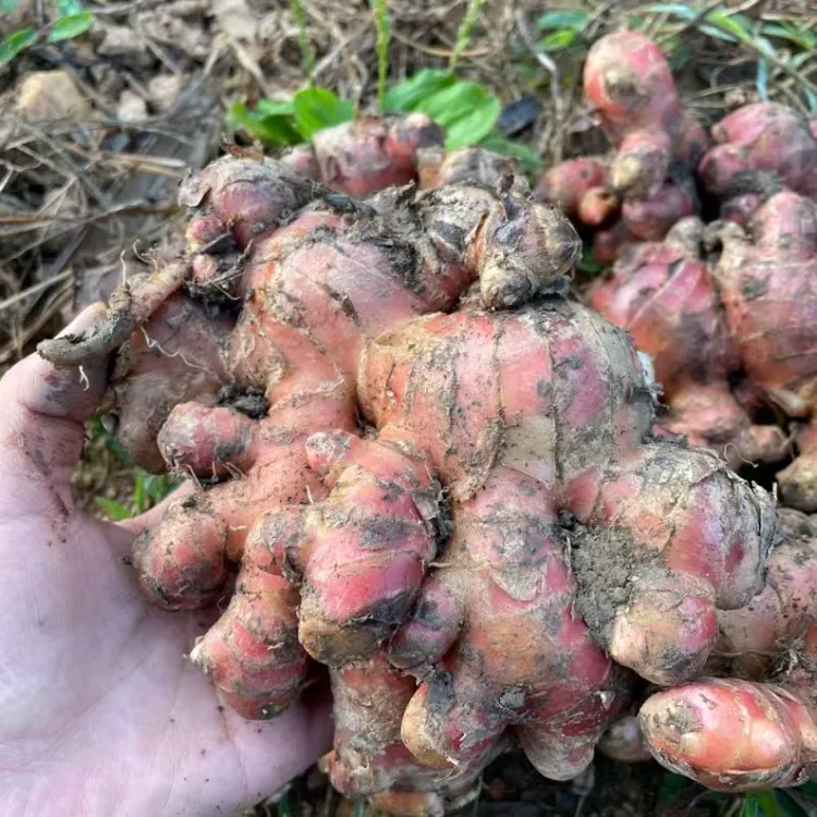 种子红姜超值新鲜贵妃红红皮姜农家蔬菜腌制泡菜