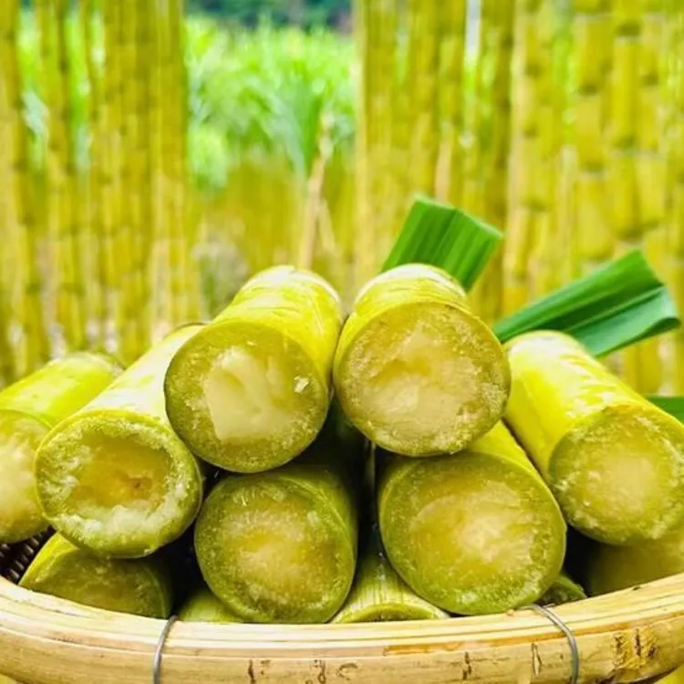 【广西黄金甘蔗】现砍现发脆甜多汁当季新鲜水果产地直发