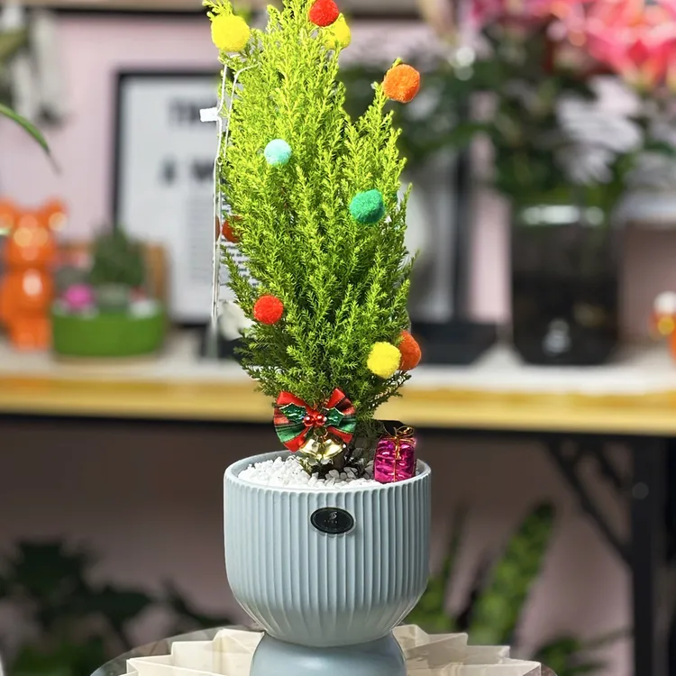 小香松圣诞树盆栽室内办公室绿植桌面装饰耐寒好养客厅观叶植物