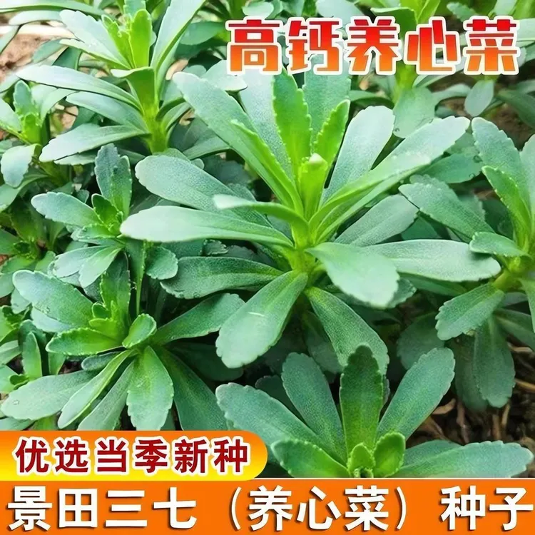 【养心菜种子】高钙救心菜种子可食用野菜四季播阳台盆栽特色I种球商品图