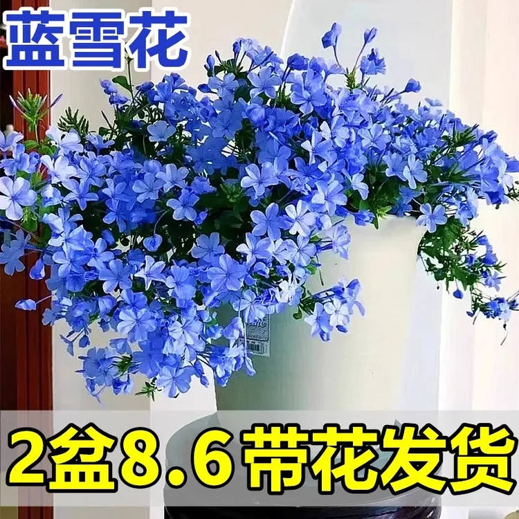 蓝雪花苗盆栽阳台观花耐热好养植物花园庭院爬藤攀援花藤本白雪花