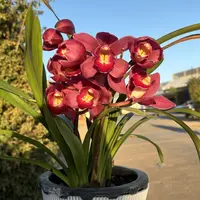 绿叶大红袍[桌面款]—-大花蕙兰不带支撑杆