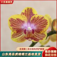 十月里蝴蝶兰【金边蜜橙】3.0寸杯带花带花苞发货