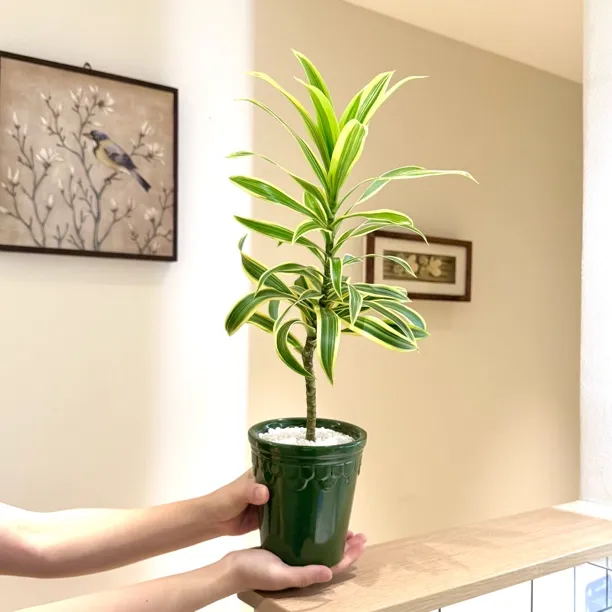大苗金边百合竹盆栽盆景室内客厅办公室桌面观叶好养花卉绿植