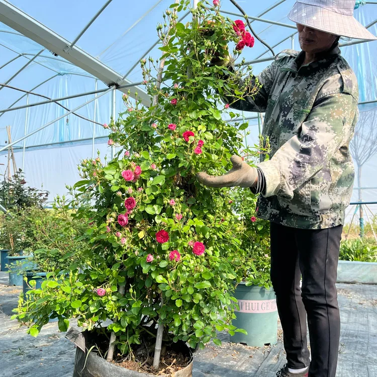 【优质大苗】爬藤月季花苗大花庭院地栽盆栽新手好养四季开花