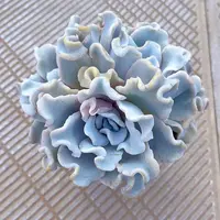 【白饺子皮】清姐多肉阳台露台植物栽种养护