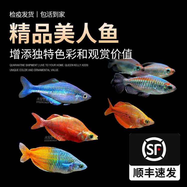 美人鱼观赏鱼石美人孔雀鱼美人鱼蓝美人苹果美人球马克洛奇美人