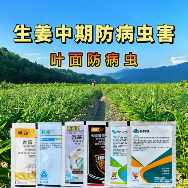 生姜（中期）叶面防病虫害炭疽纹枯斑点病害叶面肥调节剂一套六配方