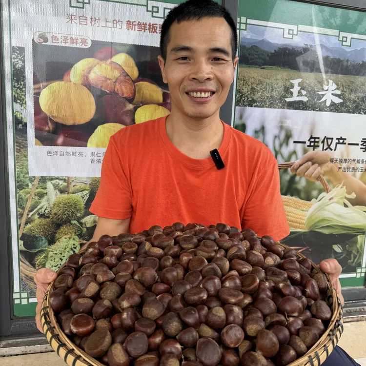 湖南桃源本地新鲜板栗