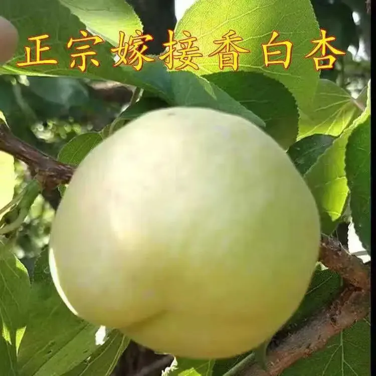 2年苗买1送2】河北大香白杏子树苗甜核大香白杏树苗嫁接早熟大杏