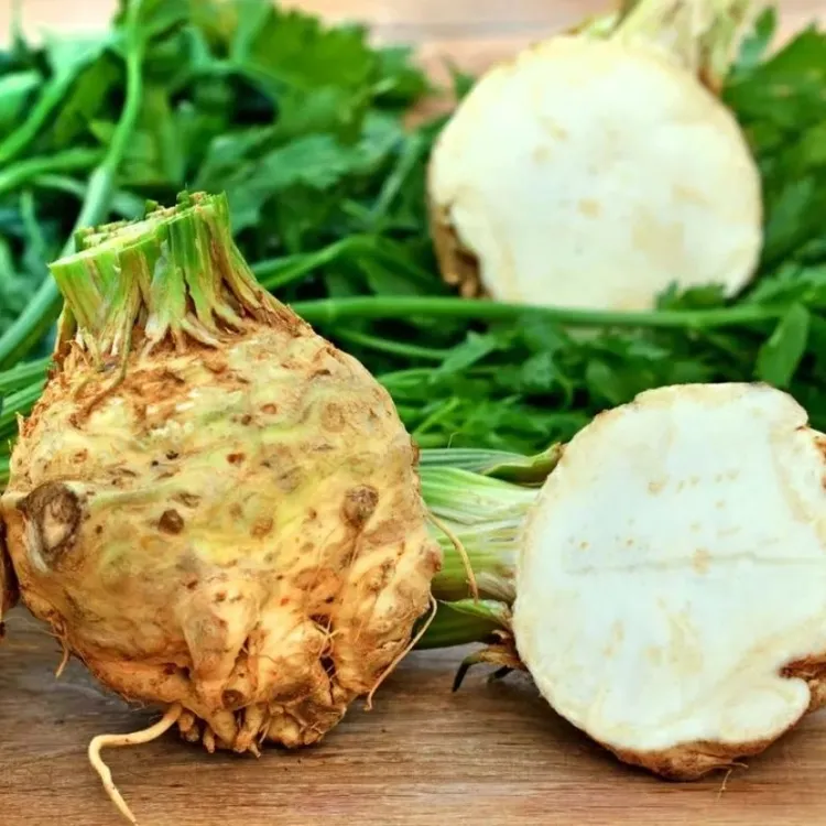 正宗地中海根芹根芹菜球根耐寒秋冬可种植蔬菜芹菜根芹大疙瘩老桩