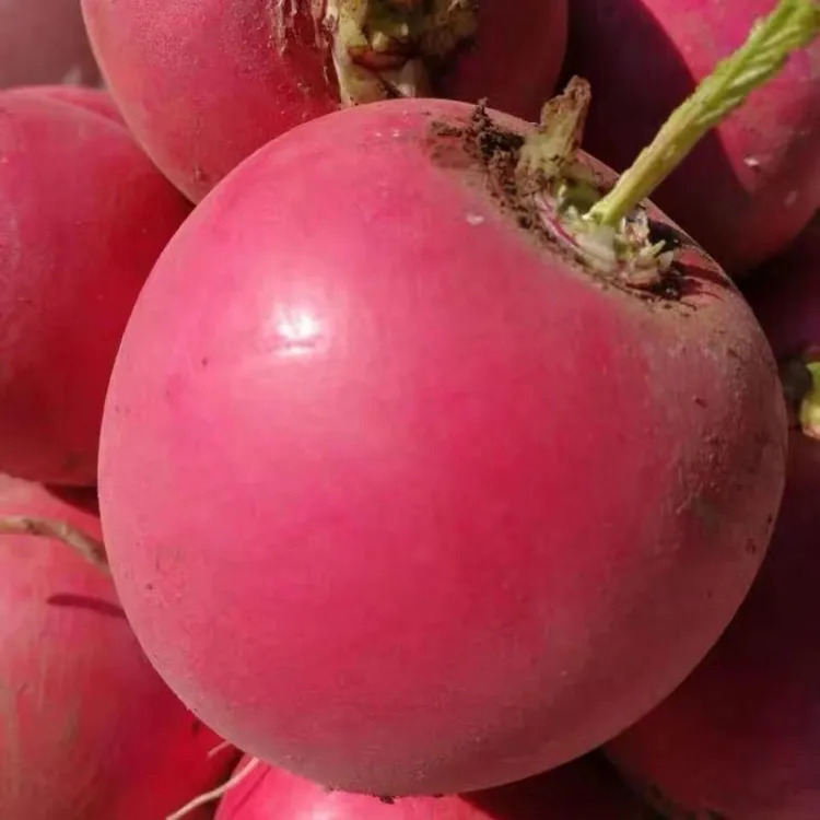 东北新鲜大红皮萝卜白芯现挖现发应季蔬菜农家自种5斤包邮