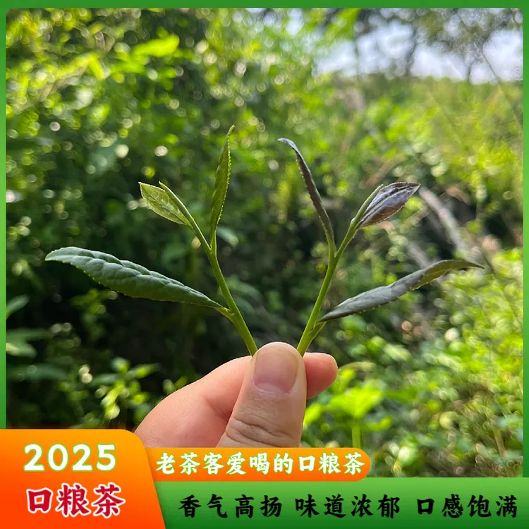 25年日照绿茶 大田茶 味道浓郁 耐冲泡  口粮秋茶