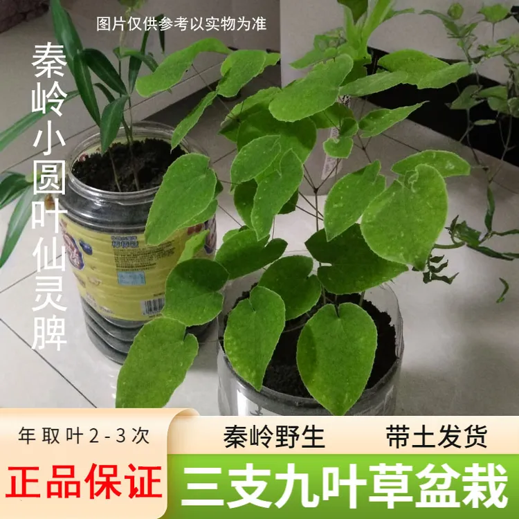 正品秦岭高含量甘肃小圆叶淫羊山藿盆栽三支九叶草仙灵脾淫羊藿