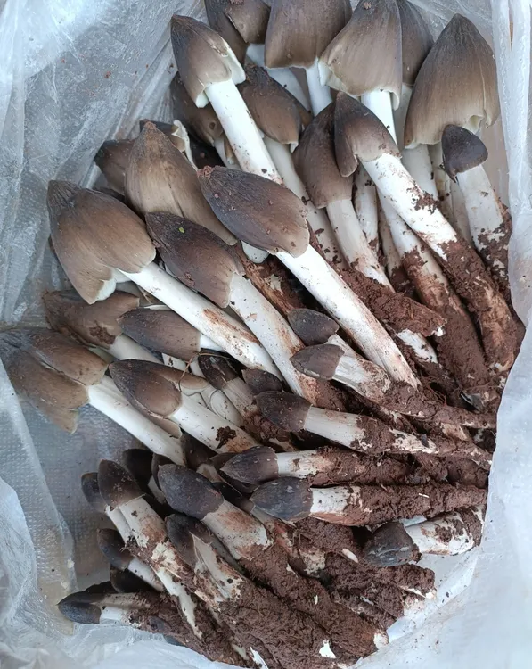 鸡枞菌荔枝菌五月菇鸡肉菇