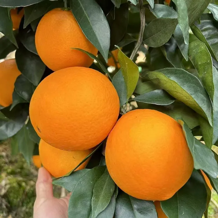 正宗江西赣南脐橙现摘现发手剥香甜爆汁农家果园直发自然成熟