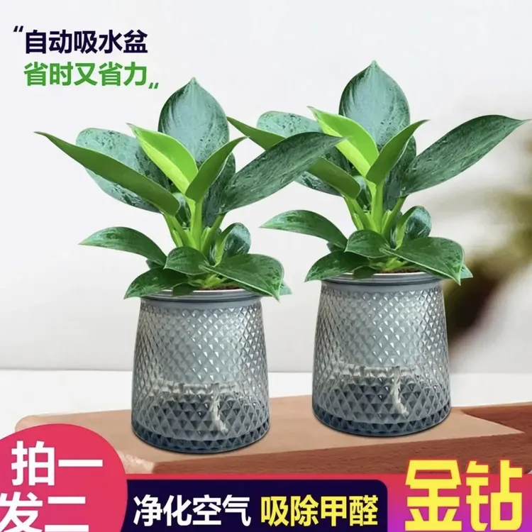 金钻绿公主盆栽绿萝箩水培植物室内好养花卉绿植客厅新房吸除甲醛