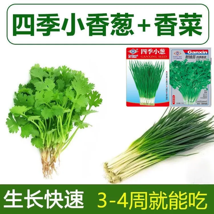 四季小葱+香菜组合四季易种阳台室内盆栽小香葱四季香菜