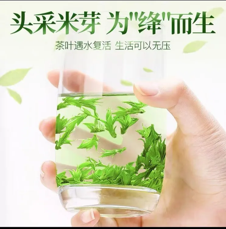【2025年头春头采嫩芽】小叶苦丁茶早春好茶
