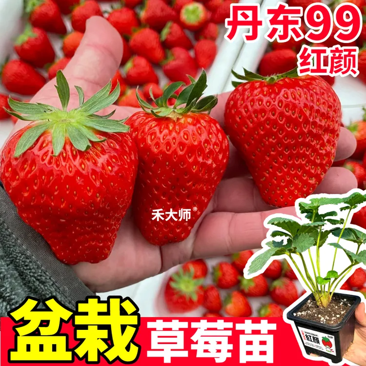 红颜草莓苗盆栽原土原盆大果玄玉天使ae奶油丹东99黑白红阳台四季