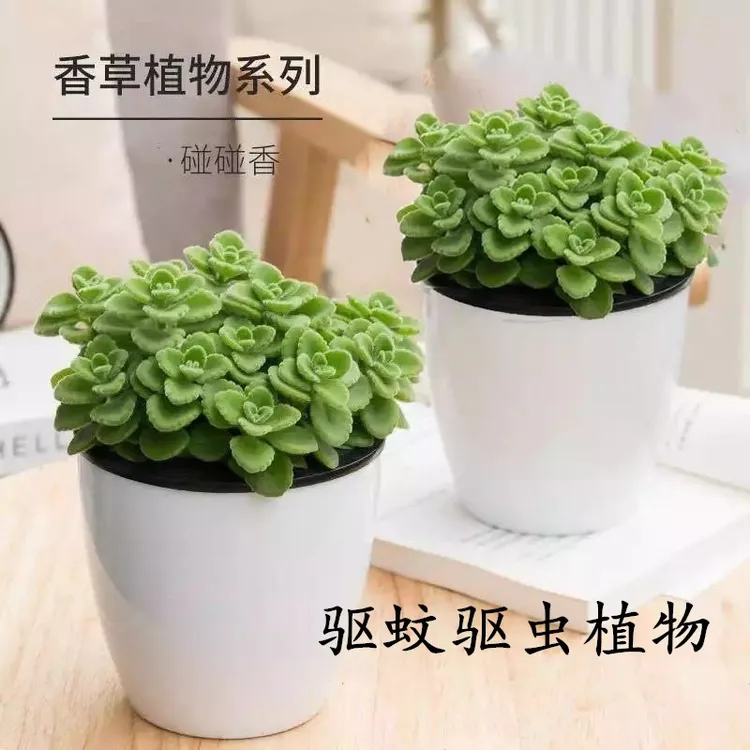 一抹香盆栽碰碰香浓香型绿植可食用客厅办公阳台净化空气驱蚊植物