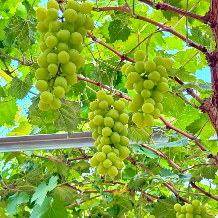 黄河小浪底精品黄金香妃玫瑰花果香孕妇小孩新鲜应季无农残包邮