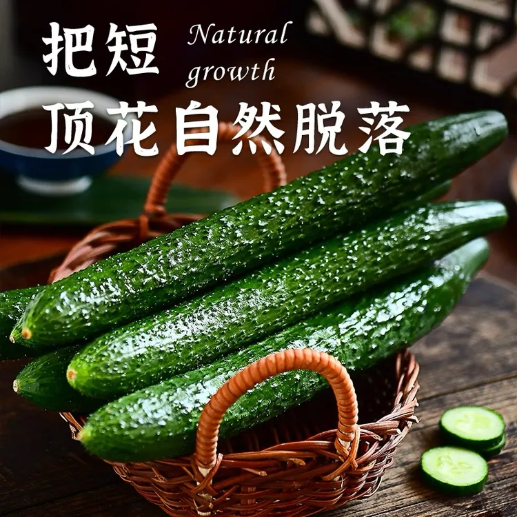 山东新鲜带刺青瓜可生吃的黄瓜清脆爽口新鲜加冰泡沫箱装