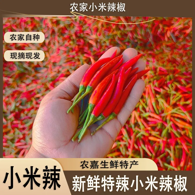 特辣新鲜小米辣椒椒朝天椒小米椒可做泡椒剁椒辣椒酱露天种植