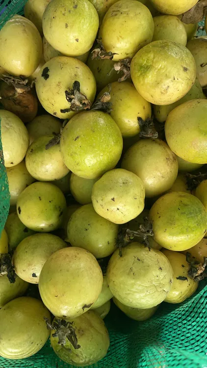 钦蜜9号黄金果鲜果，中大果