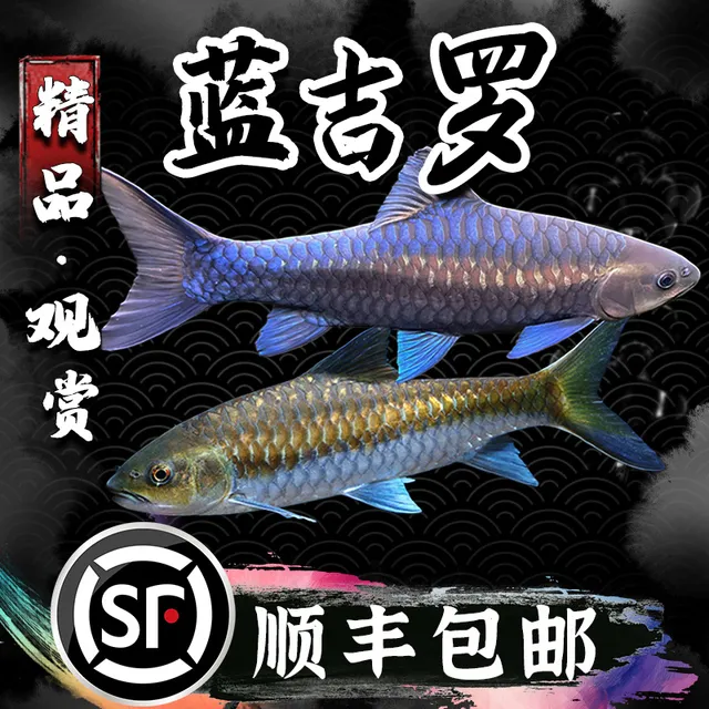 蓝吉罗原生冷水观赏鱼大型异口新光唇保山蓝吉罗史氏稀有鱼