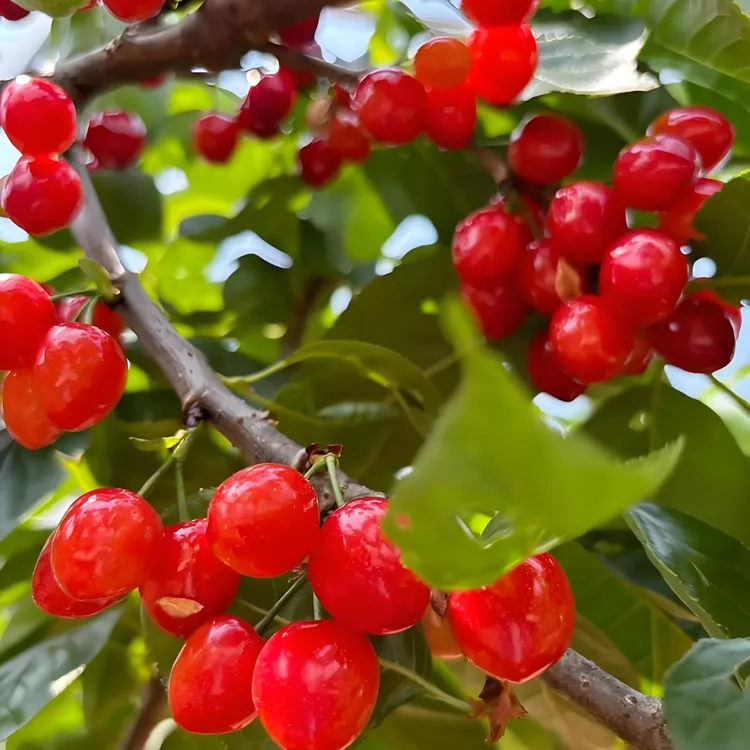 垣禾（樱桃）容器苗露台庭院盆栽地载成活率高