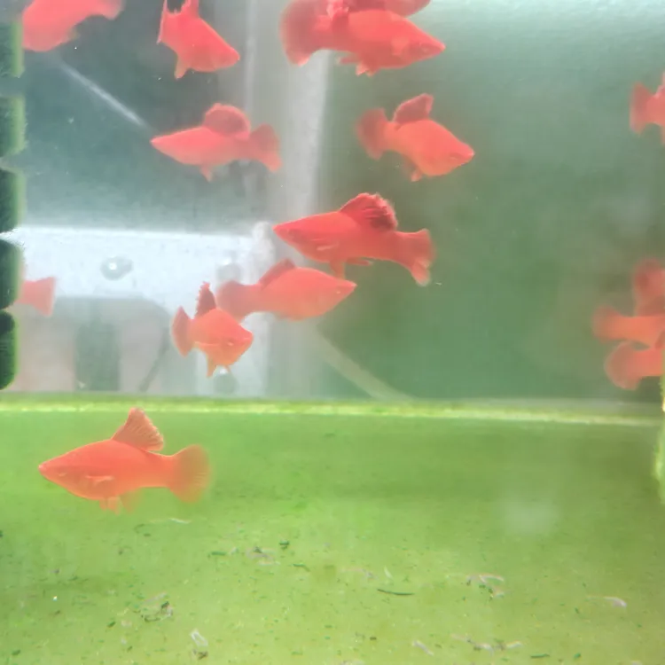 高鳍红箭半月尾3个半月