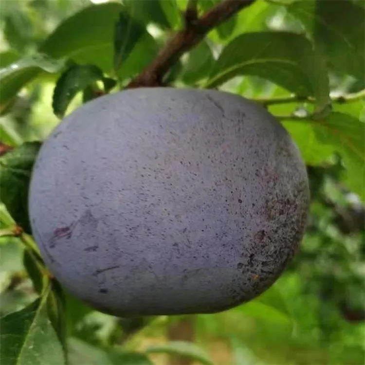 3年苗买一送一 李子树苗 嫁接黑霸王李子树苗 南北方盆栽地栽种植