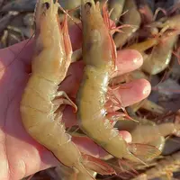 硇洲天然野生新鲜麻虾仁 肉质鲜嫩滑口 到手3斤6袋