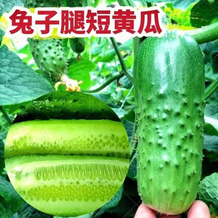 【兔子腿水果黄瓜种子】四季种植盆栽地栽阳台小院种植