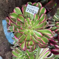 7003南白月光多肉植物