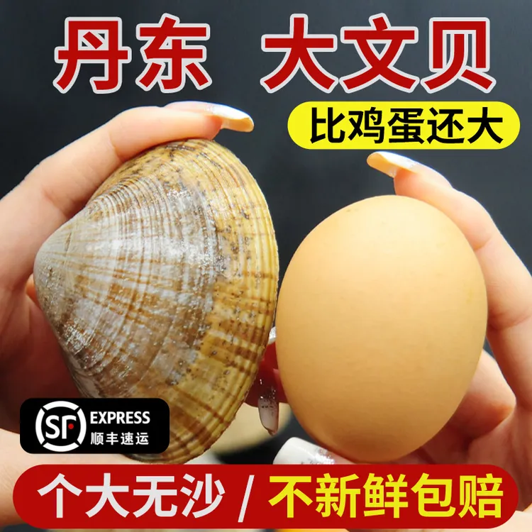 大文贝肥美顺丰空运包邮丹东特产鲜活发货保肥冷链不包活优质肥美