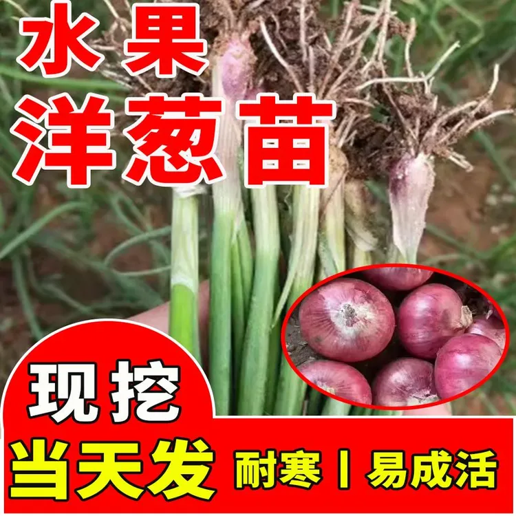 山东寿光水果洋葱苗紫皮带根二红扁圆红皮洋葱头苗子耐寒