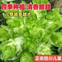 【满5包/包邮】四川儿菜种子多侧芽娃娃菜田园庭院耐寒耐热易种子