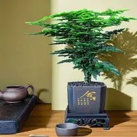 文竹盆栽室内四季常青绿植适合办公室客厅桌面摆放HD