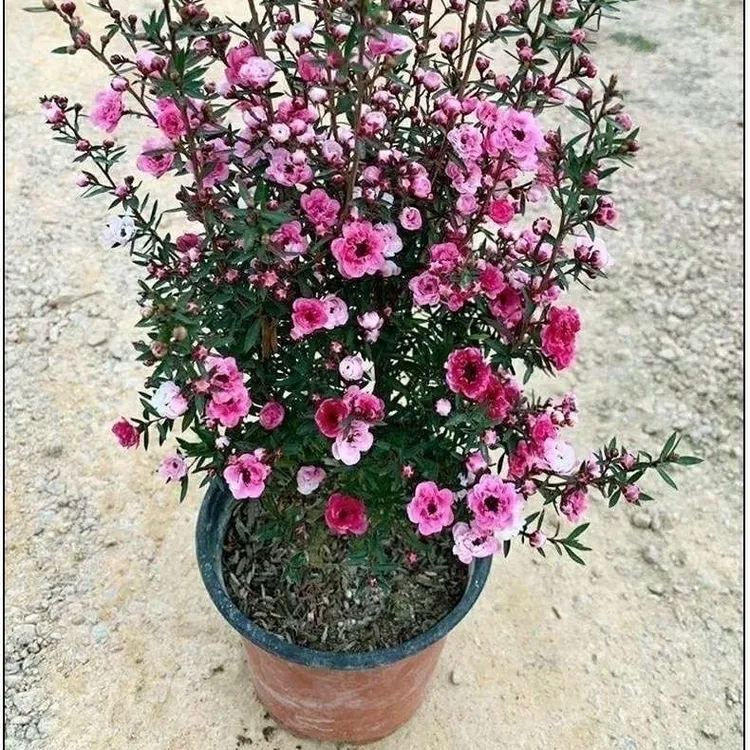 澳洲松红梅盆栽带花苞四季开花室内外阳台耐寒好养花卉绿植腊